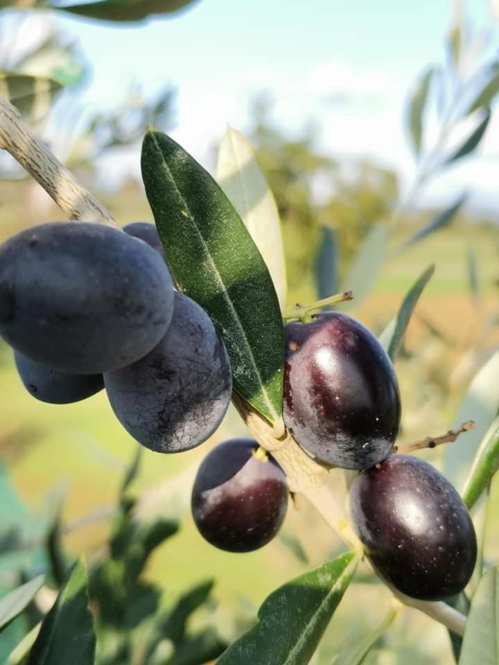 Il Punto Verde Sant'Antonio  Екстер'єр фото